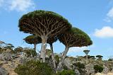 IMG_4968  Dixsam, Socotra